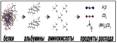 Распад белков в станциях глубокой биологической очистки Экорос