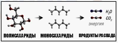 Распад углеводов в септик
